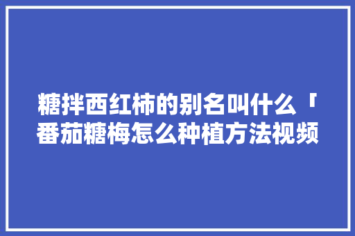 糖拌西红柿的别名叫什么「番茄糖梅怎么种植方法视频」 糖拌西红柿的别名叫什么「番茄糖梅怎么种植方法视频」 番茄病虫害防治