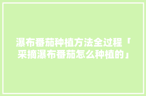 瀑布番茄种植方法全过程「采摘瀑布番茄怎么种植的」 种植技巧 瀑布番茄种植方法全过程「采摘瀑布番茄怎么种植的」 瀑布番茄种植方法全过程「采摘瀑布番茄怎么种植的」 种植技巧
