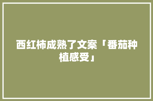 西红柿成熟了文案「番茄种植感受」