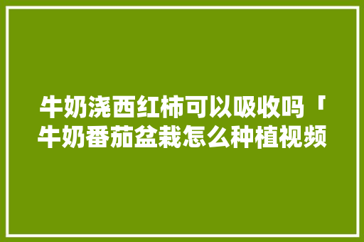 牛奶浇西红柿可以吸收吗「牛奶番茄盆栽怎么种植视频」
