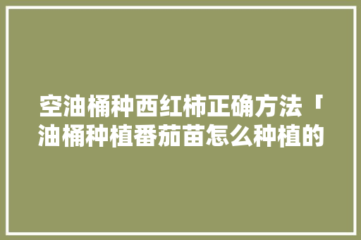 空油桶种西红柿正确方法「油桶种植番茄苗怎么种植的」 空油桶种西红柿正确方法「油桶种植番茄苗怎么种植的」 植物种类