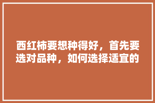 西红柿要想种得好,首先要选对品种,如何选择适宜的西红柿品种「番茄怎么选购种植方法视频」 番茄种植技巧 西红柿要想种得好,首先要选对品种,如何选择适宜的西红柿品种「番茄怎么选购种植方法视频」 西红柿要想种得好,首先要选对品种,如何选择适宜的西红柿品种「番茄怎么选购种植方法视频」 番茄种植技巧