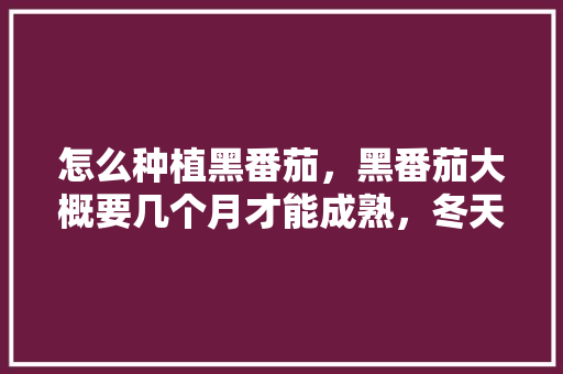 怎么种植黑番茄，黑番茄大概要几个月才能成熟，冬天怎么种植「小黑番茄果苗怎么种植视频」