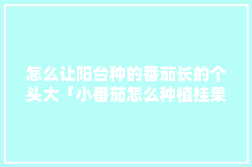 怎么让阳台种的番茄长的个头大「小番茄怎么种植挂果多一点」 怎么让阳台种的番茄长的个头大「小番茄怎么种植挂果多一点」 番茄病虫害防治