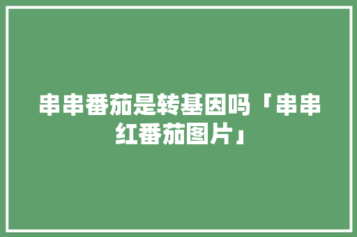 串串番茄是转基因吗「串串红番茄图片」 串串番茄是转基因吗「串串红番茄图片」 番茄种植技巧