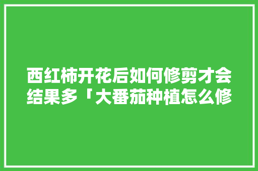 西红柿开花后如何修剪才会结果多「大番茄种植怎么修剪好看」 西红柿开花后如何修剪才会结果多「大番茄种植怎么修剪好看」 花朵知识
