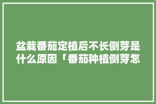 盆栽番茄定植后不长侧芽是什么原因「番茄种植侧芽怎么种好活」 盆栽番茄定植后不长侧芽是什么原因「番茄种植侧芽怎么种好活」 植物种类