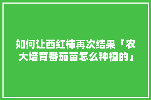 如何让西红柿再次结果「农大培育番茄苗怎么种植的」