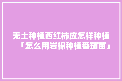 无土种植西红柿应怎样种植「怎么用岩棉种植番茄苗」 无土种植西红柿应怎样种植「怎么用岩棉种植番茄苗」 花朵知识