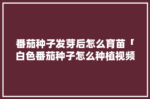 番茄种子发芽后怎么育苗「白色番茄种子怎么种植视频」 番茄种子发芽后怎么育苗「白色番茄种子怎么种植视频」 花朵知识