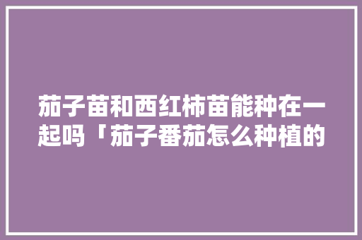茄子苗和西红柿苗能种在一起吗「茄子番茄怎么种植的呢视频」 茄子苗和西红柿苗能种在一起吗「茄子番茄怎么种植的呢视频」 农业常识