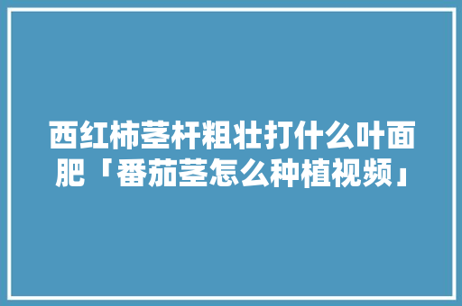 西红柿茎杆粗壮打什么叶面肥「番茄茎怎么种植视频」 西红柿茎杆粗壮打什么叶面肥「番茄茎怎么种植视频」 种植技巧