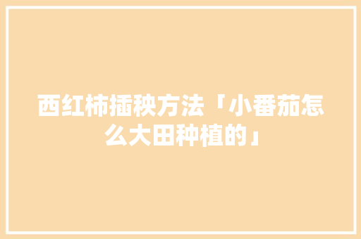 西红柿插秧方法「小番茄怎么大田种植的」 西红柿插秧方法「小番茄怎么大田种植的」 农业常识