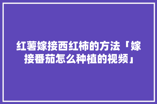 红薯嫁接西红柿的方法「嫁接番茄怎么种植的视频」 红薯嫁接西红柿的方法「嫁接番茄怎么种植的视频」 土壤施肥