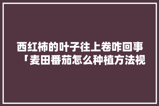 西红柿的叶子往上卷咋回事「麦田番茄怎么种植方法视频」 西红柿的叶子往上卷咋回事「麦田番茄怎么种植方法视频」 种植技巧