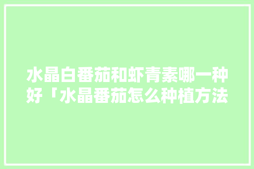 水晶白番茄和虾青素哪一种好「水晶番茄怎么种植方法视频」 水晶白番茄和虾青素哪一种好「水晶番茄怎么种植方法视频」 花朵知识