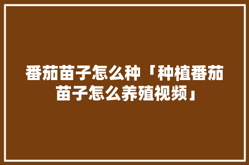 番茄苗子怎么种「种植番茄苗子怎么养殖视频」 番茄苗子怎么种「种植番茄苗子怎么养殖视频」 植物种类