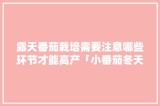 露天番茄栽培需要注意哪些环节才能高产「小番茄冬天室外怎么种植视频」 露天番茄栽培需要注意哪些环节才能高产「小番茄冬天室外怎么种植视频」 番茄种植技巧