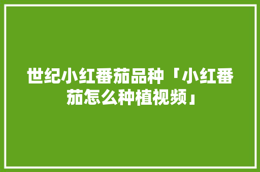 世纪小红番茄品种「小红番茄怎么种植视频」