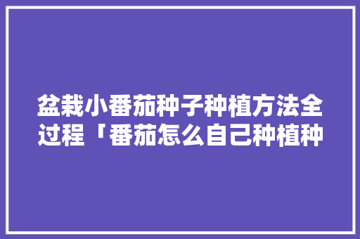盆栽小番茄种子种植方法全过程「番茄怎么自己种植种子呢」 盆栽小番茄种子种植方法全过程「番茄怎么自己种植种子呢」 农业常识