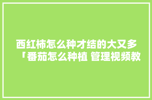 西红柿怎么种才结的大又多「番茄怎么种植 管理视频教程」 西红柿怎么种才结的大又多「番茄怎么种植 管理视频教程」 番茄种植技巧