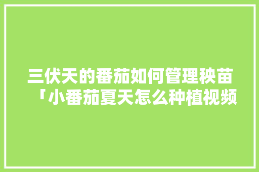 三伏天的番茄如何管理秧苗「小番茄夏天怎么种植视频」