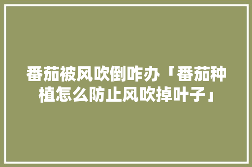番茄被风吹倒咋办「番茄种植怎么防止风吹掉叶子」 番茄被风吹倒咋办「番茄种植怎么防止风吹掉叶子」 花朵知识