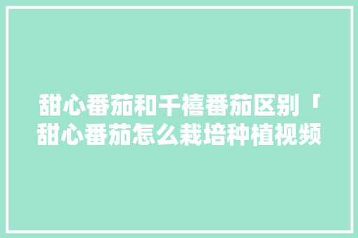 甜心番茄和千禧番茄区别「甜心番茄怎么栽培种植视频」