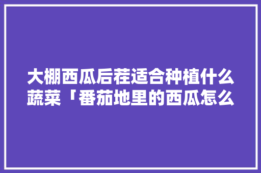 大棚西瓜后茬适合种植什么蔬菜「番茄地里的西瓜怎么种植视频」 大棚西瓜后茬适合种植什么蔬菜「番茄地里的西瓜怎么种植视频」 种植技巧