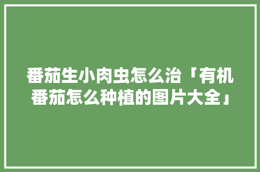 番茄生小肉虫怎么治「有机番茄怎么种植的图片大全」