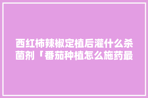 西红柿辣椒定植后灌什么杀菌剂「番茄种植怎么施药最好」