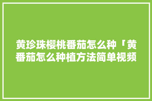 黄珍珠樱桃番茄怎么种「黄番茄怎么种植方法简单视频」 黄珍珠樱桃番茄怎么种「黄番茄怎么种植方法简单视频」 花朵知识