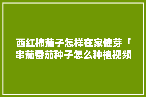 西红柿茄子怎样在家催芽「串茄番茄种子怎么种植视频」 西红柿茄子怎样在家催芽「串茄番茄种子怎么种植视频」 农业常识