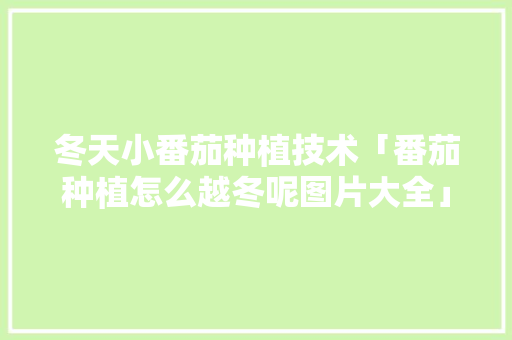 冬天小番茄种植技术「番茄种植怎么越冬呢图片大全」 冬天小番茄种植技术「番茄种植怎么越冬呢图片大全」 花朵知识