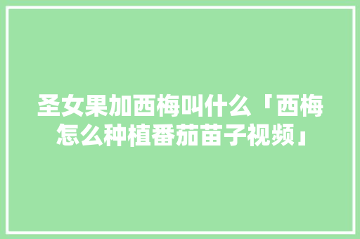圣女果加西梅叫什么「西梅怎么种植番茄苗子视频」