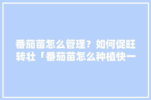 番茄苗怎么管理？如何促旺转壮「番茄苗怎么种植快一点」