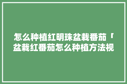 怎么种植红明珠盆栽番茄「盆栽红番茄怎么种植方法视频」 怎么种植红明珠盆栽番茄「盆栽红番茄怎么种植方法视频」 植物种类