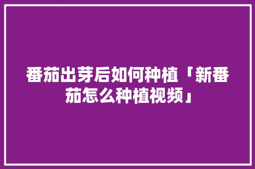番茄出芽后如何种植「新番茄怎么种植视频」 番茄出芽后如何种植「新番茄怎么种植视频」 番茄种植技巧