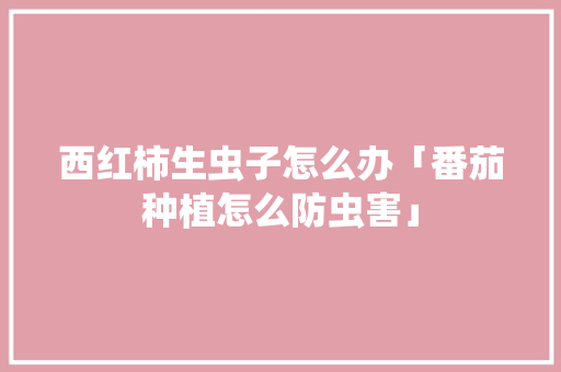 西红柿生虫子怎么办「番茄种植怎么防虫害」