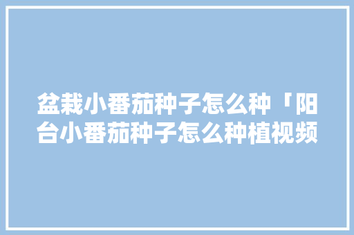盆栽小番茄种子怎么种「阳台小番茄种子怎么种植视频」 盆栽小番茄种子怎么种「阳台小番茄种子怎么种植视频」 番茄种植技巧