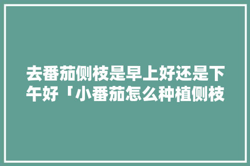 去番茄侧枝是早上好还是下午好「小番茄怎么种植侧枝图片大全」 土壤施肥 去番茄侧枝是早上好还是下午好「小番茄怎么种植侧枝图片大全」 去番茄侧枝是早上好还是下午好「小番茄怎么种植侧枝图片大全」 土壤施肥