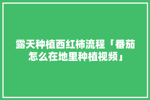 露天种植西红柿流程「番茄怎么在地里种植视频」 露天种植西红柿流程「番茄怎么在地里种植视频」 土壤施肥