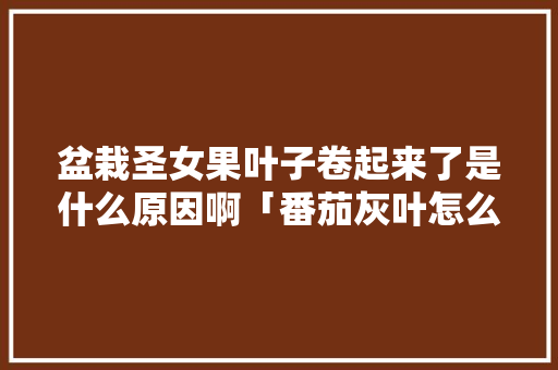 盆栽圣女果叶子卷起来了是什么原因啊「番茄灰叶怎么种植视频」