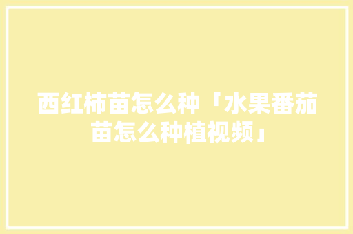 西红柿苗怎么种「水果番茄苗怎么种植视频」 西红柿苗怎么种「水果番茄苗怎么种植视频」 花朵知识
