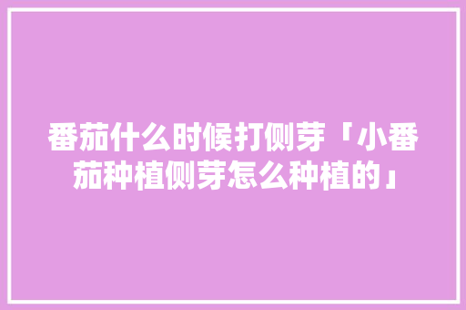 番茄什么时候打侧芽「小番茄种植侧芽怎么种植的」