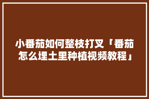 小番茄如何整枝打叉「番茄怎么埋土里种植视频教程」 小番茄如何整枝打叉「番茄怎么埋土里种植视频教程」 农业常识