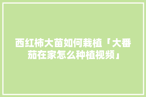 西红柿大苗如何栽植「大番茄在家怎么种植视频」