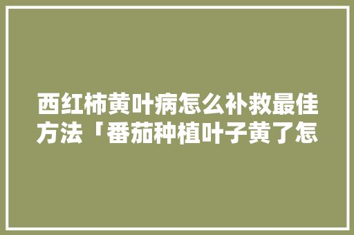 西红柿黄叶病怎么补救最佳方法「番茄种植叶子黄了怎么办呢」 西红柿黄叶病怎么补救最佳方法「番茄种植叶子黄了怎么办呢」 花朵知识