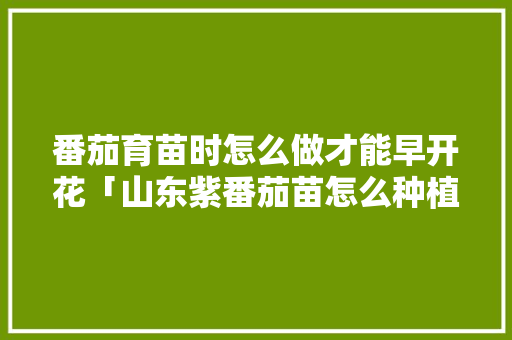 番茄育苗时怎么做才能早开花「山东紫番茄苗怎么种植的」 番茄育苗时怎么做才能早开花「山东紫番茄苗怎么种植的」 种植技巧