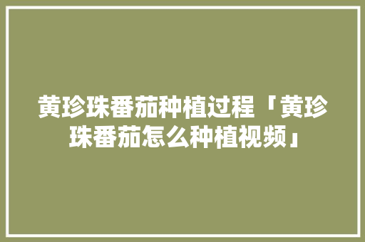 黄珍珠番茄种植过程「黄珍珠番茄怎么种植视频」 黄珍珠番茄种植过程「黄珍珠番茄怎么种植视频」 番茄种植技巧